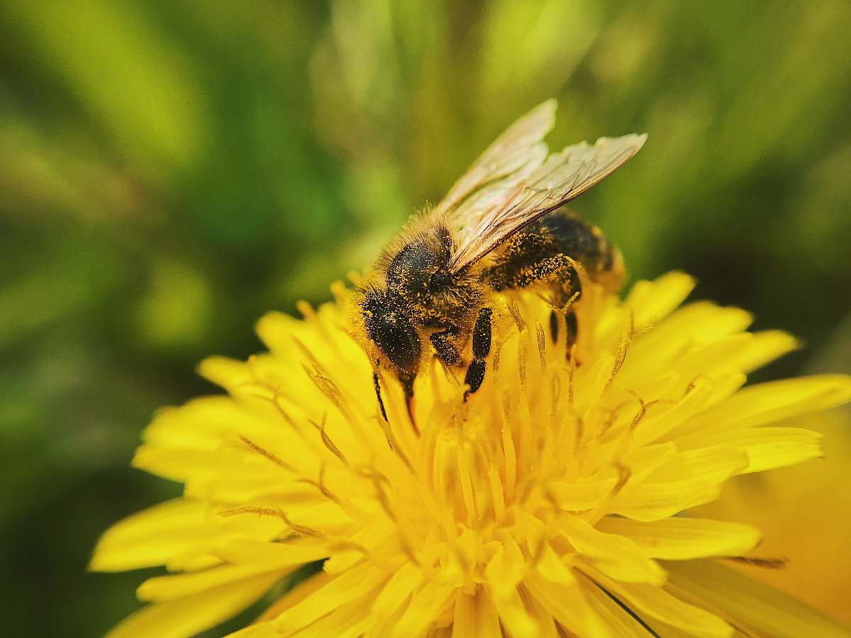 insect macro photography of yellow and black bee on flower bee