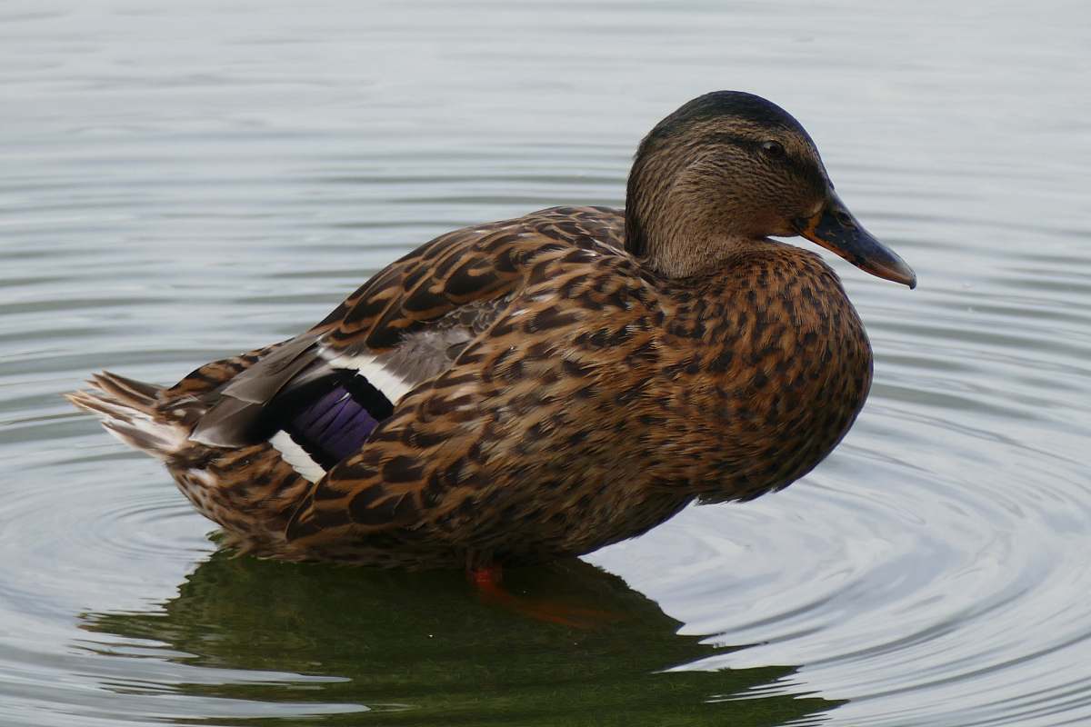 bird mallard duck in body of water waterfowl