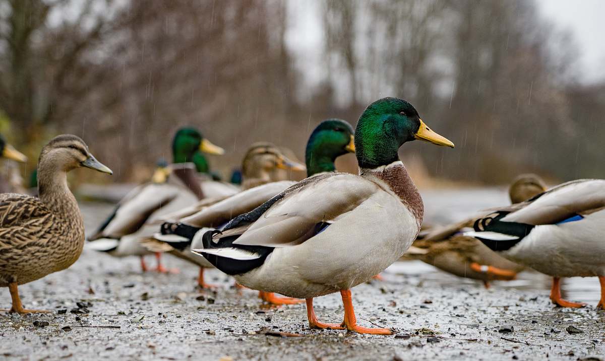 bird mallard ducks waterfowl