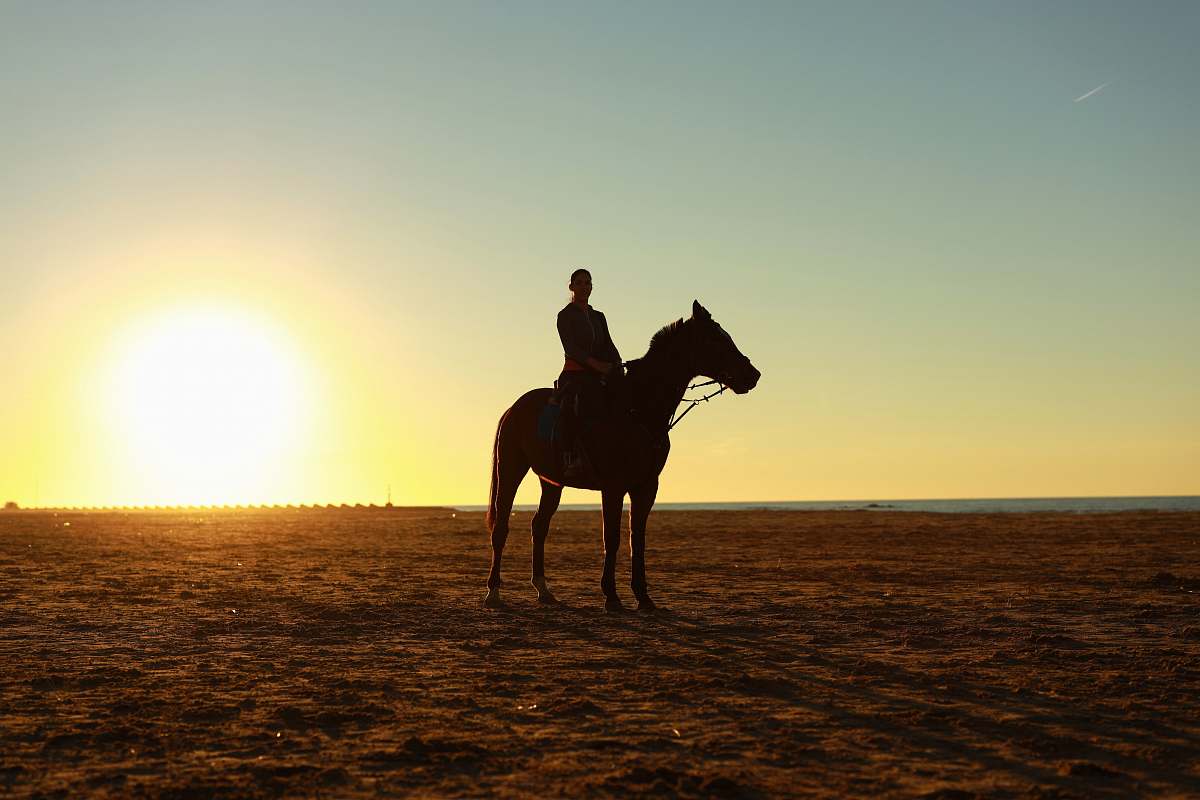 mammal man riding brown horse during sunset horse