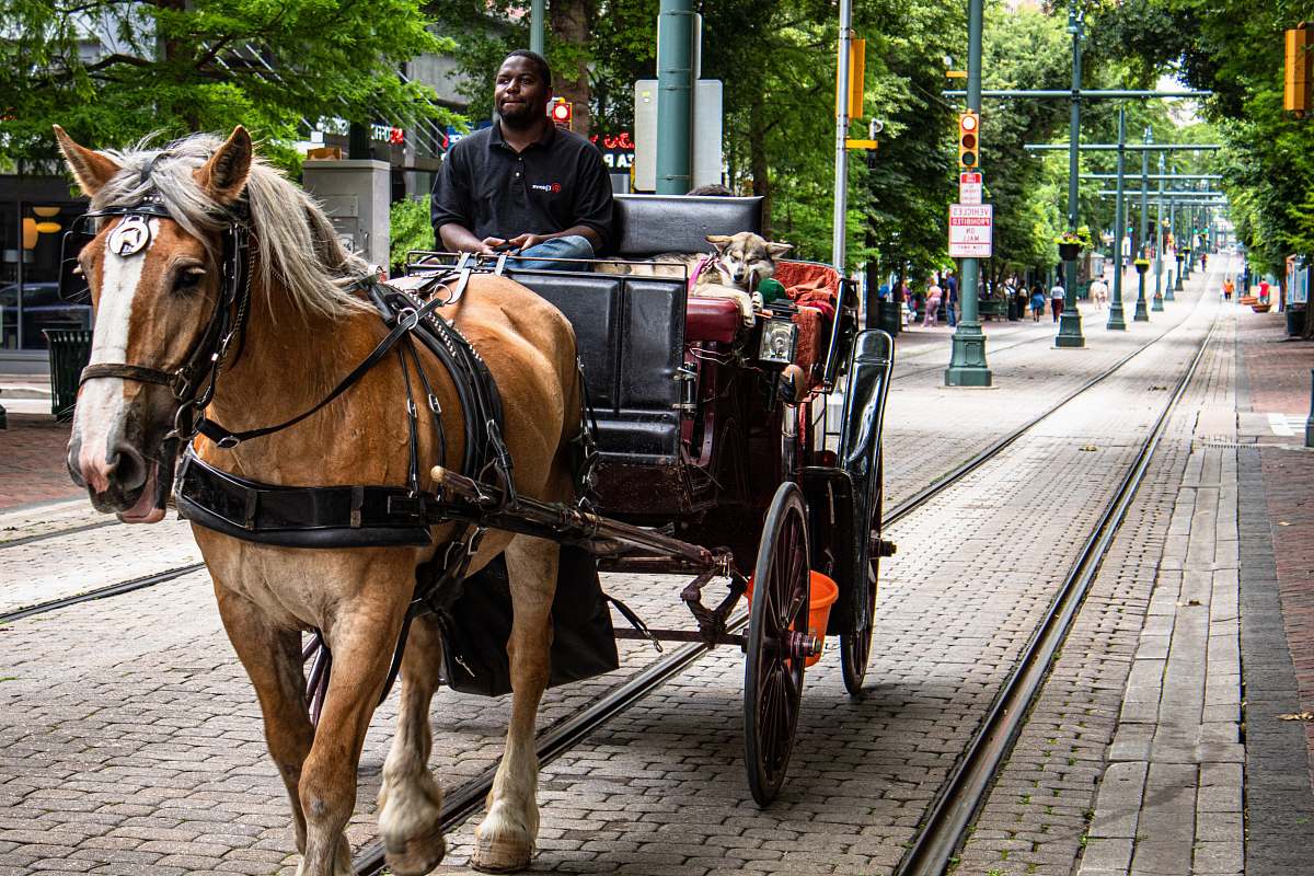 mammal man riding on horse-driven carriage at the street horse