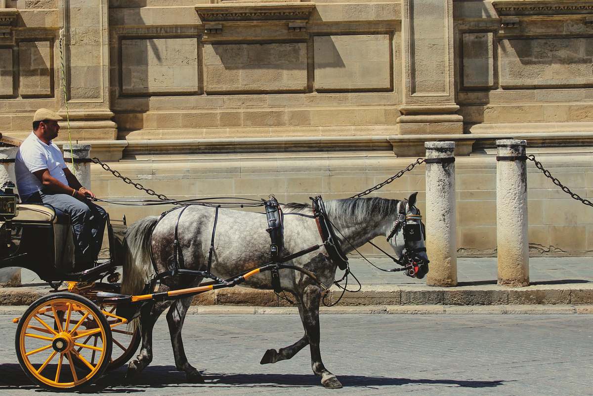 horse man riding tanga at the street human