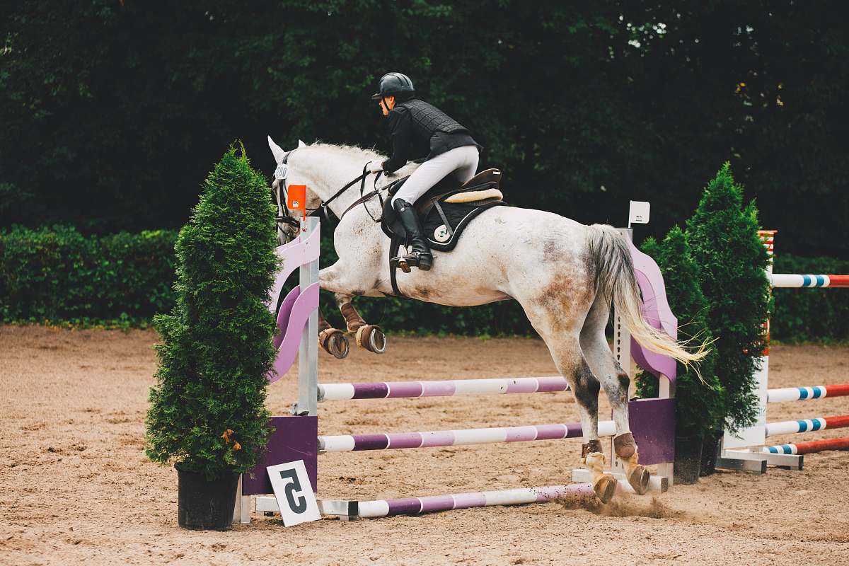 mammal man riding white horse horse