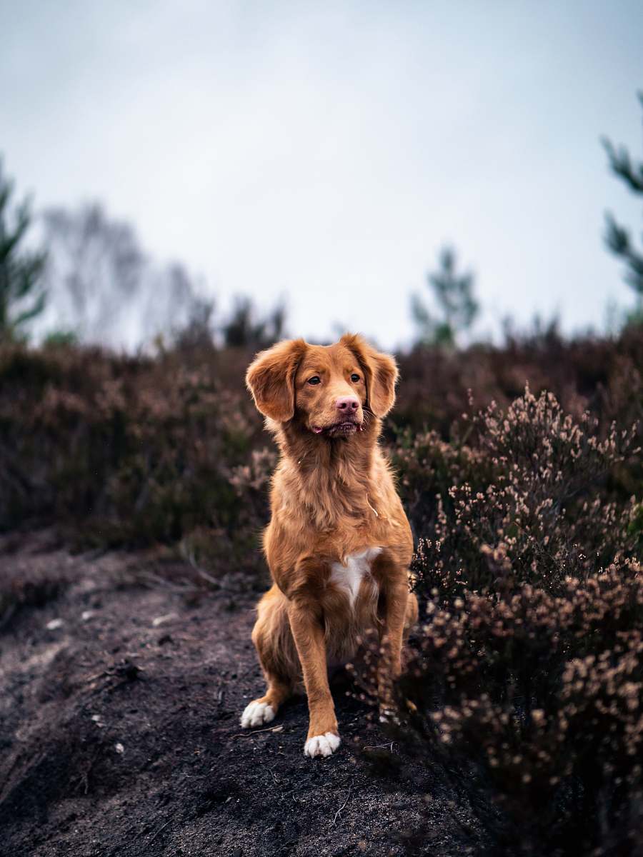 dog medium-coated brown dog near bush during daytime pet