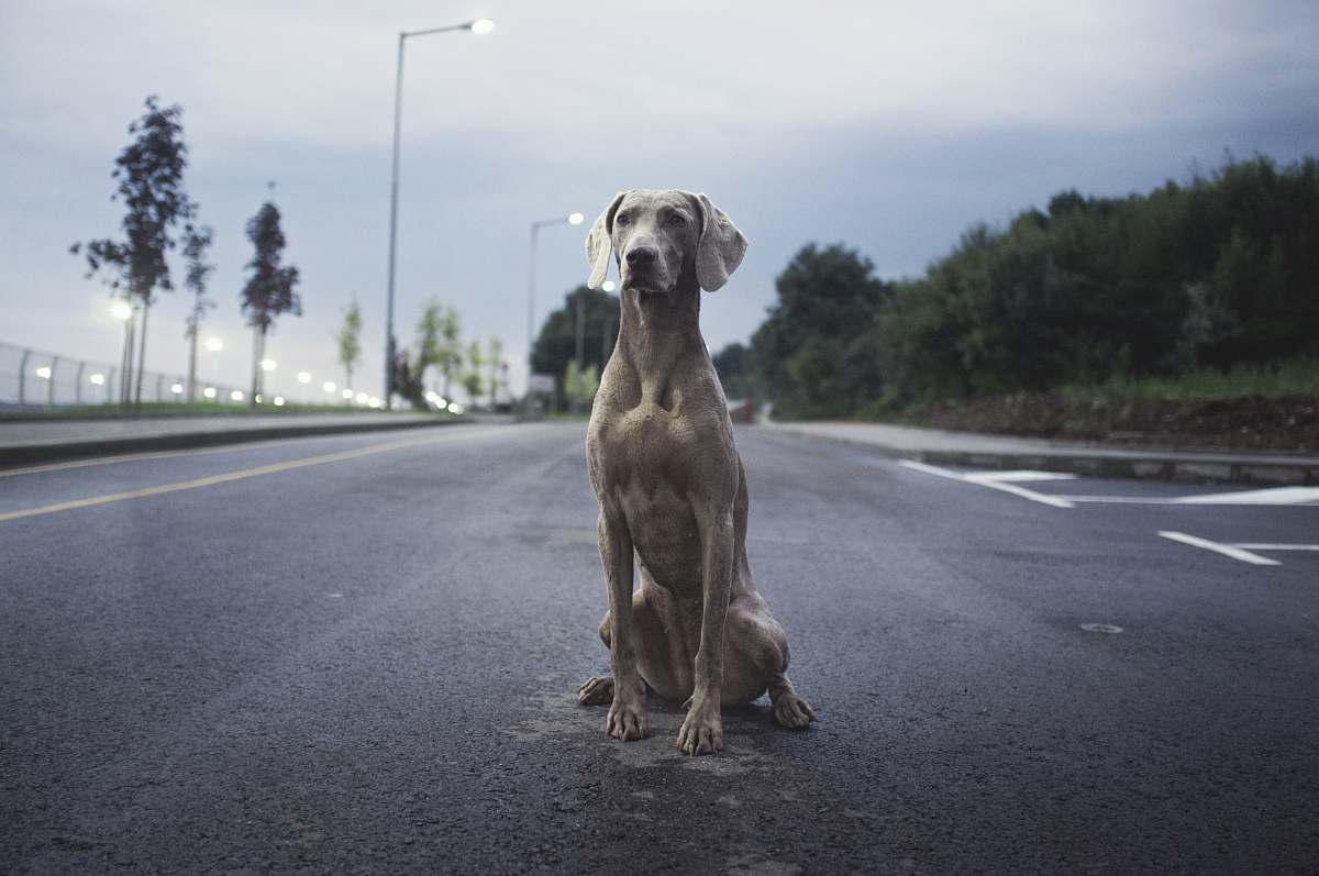 dog men's brown weimaraner dog on gray asphalt road pet