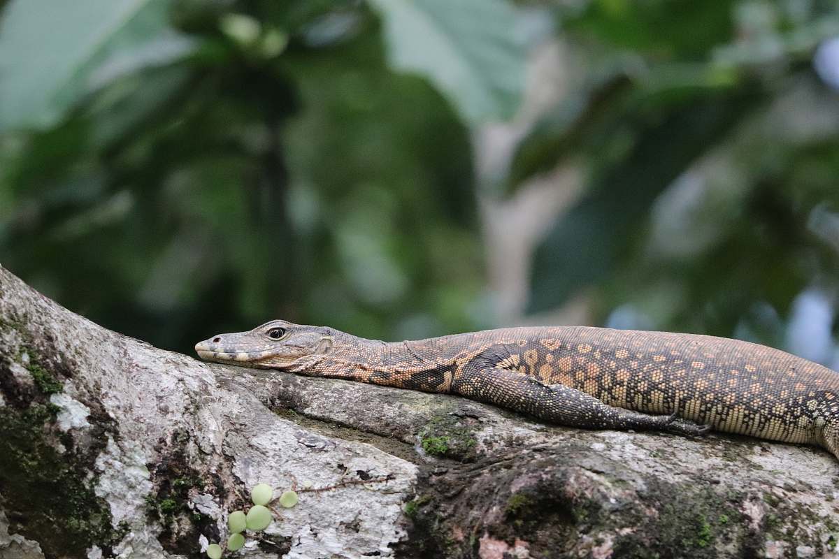 lizard monitor on tree reptile