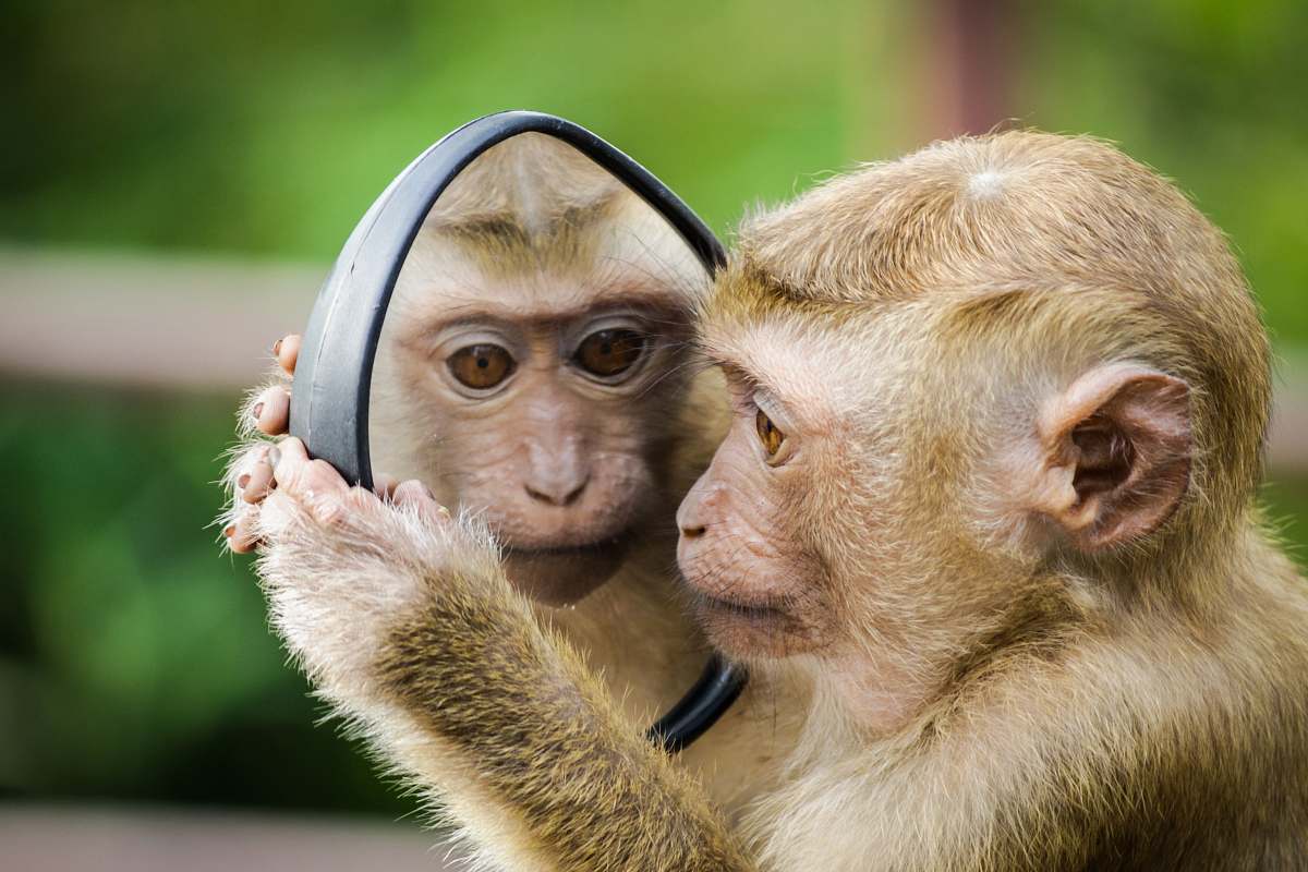 mammal monkey looking at mirror monkey