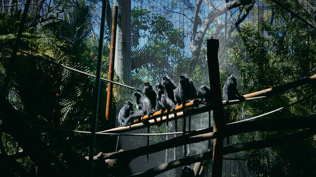 bird monkeys sitting on bridge zoo