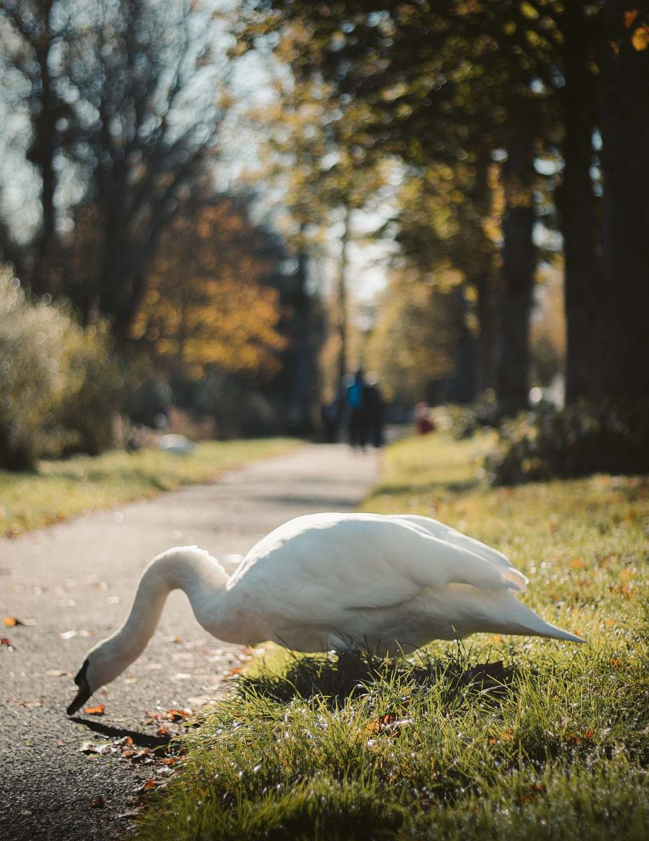 bird mute swan at the park waterfowl