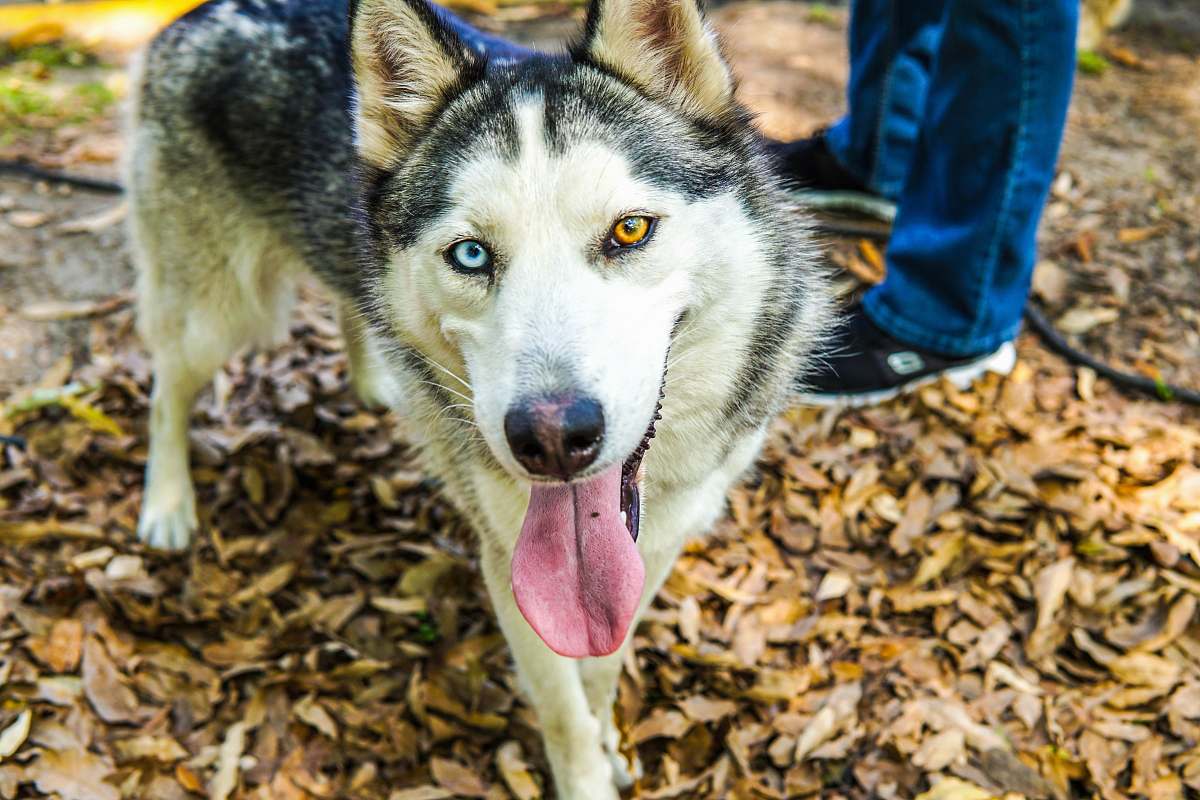 Dog Odd-eye Siberian Husky Canine Image Free Photo