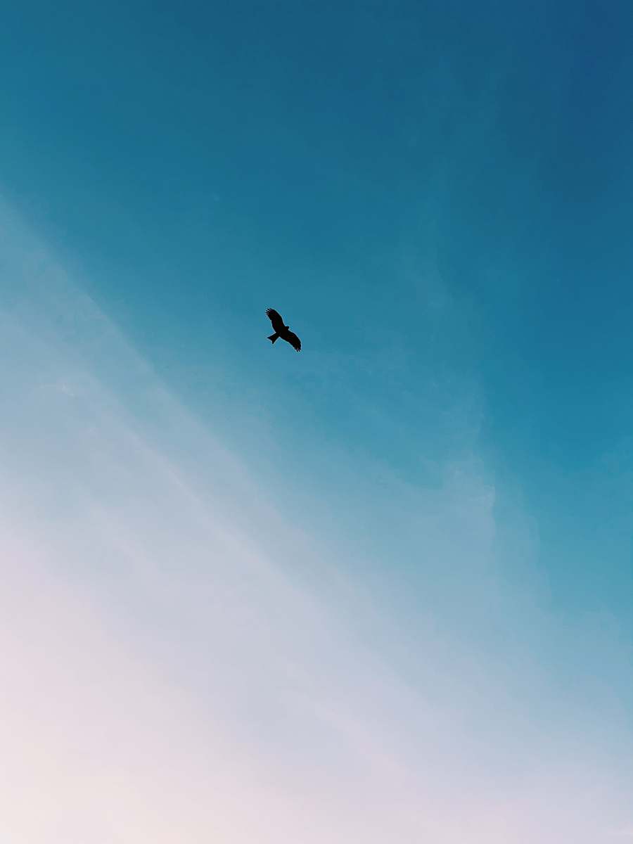 flying on flight black bird blue