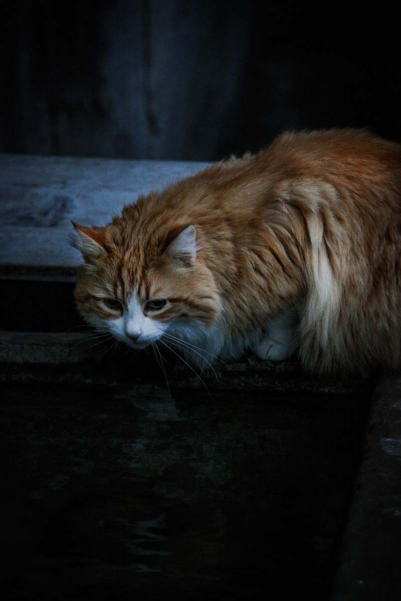 pet orage Tabby cat cat