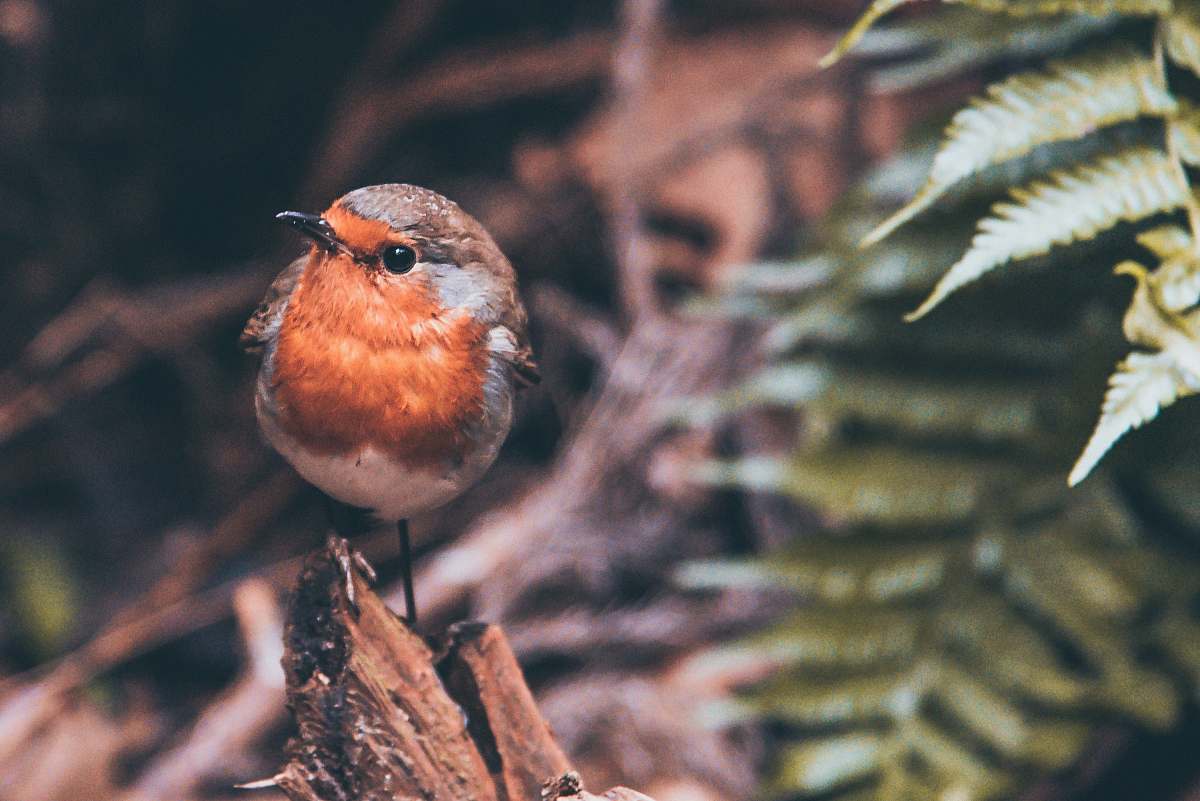 bird orange and grey bird robin