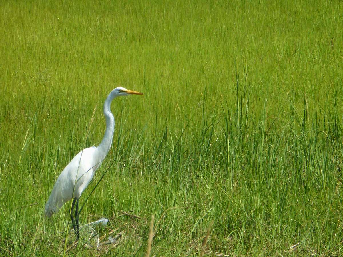 bird orange beaked white bird on green grass waterfowl