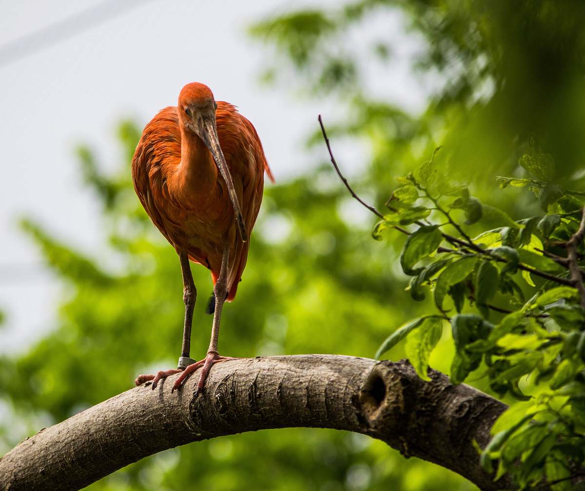 bird orange bird on brown tree branch waterfowl
