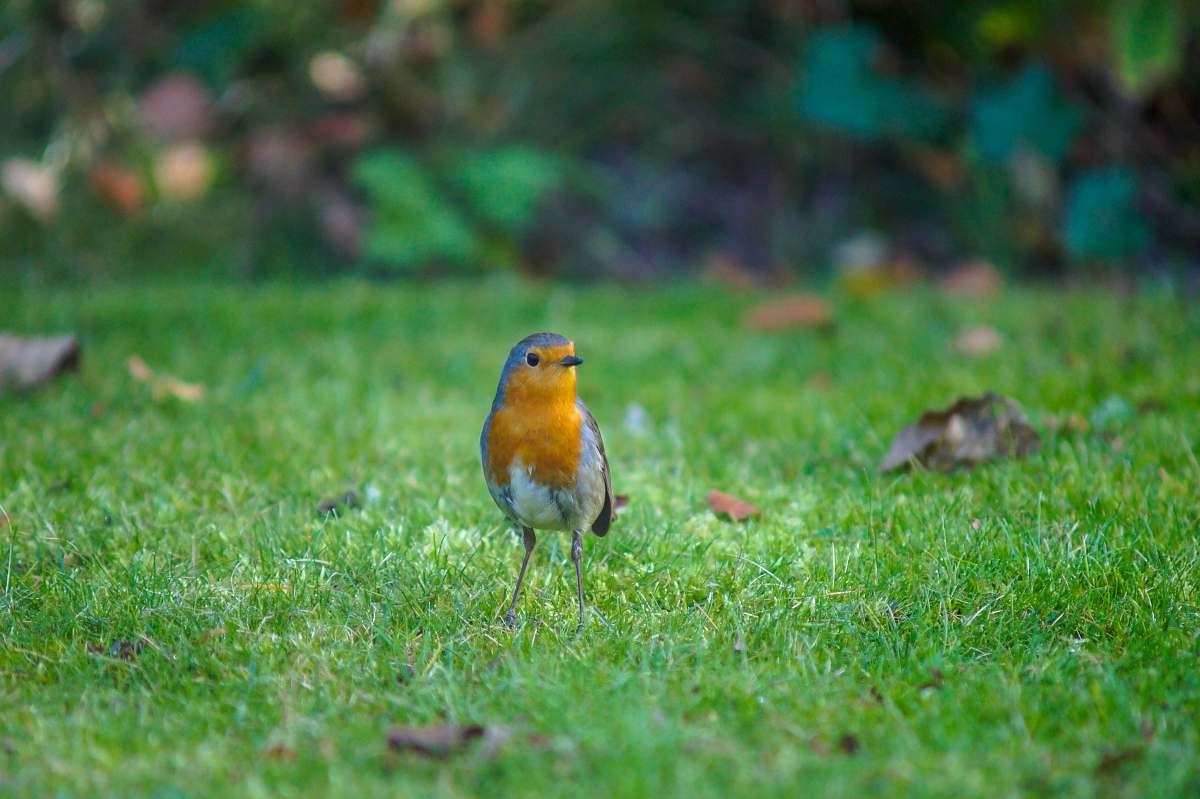 bird orange breasted white and blue bird the netherlands