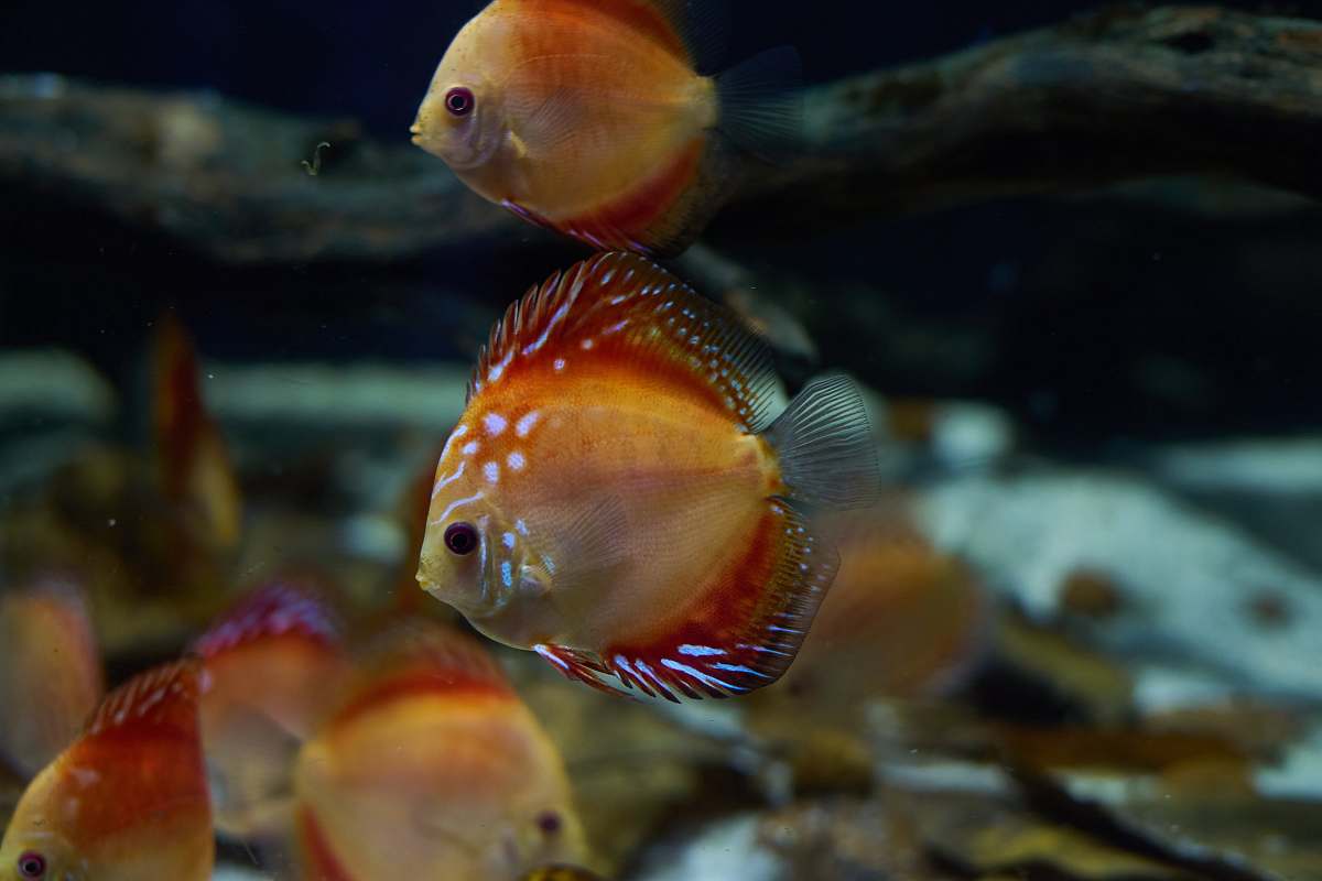 fish orange discus fish aquatic