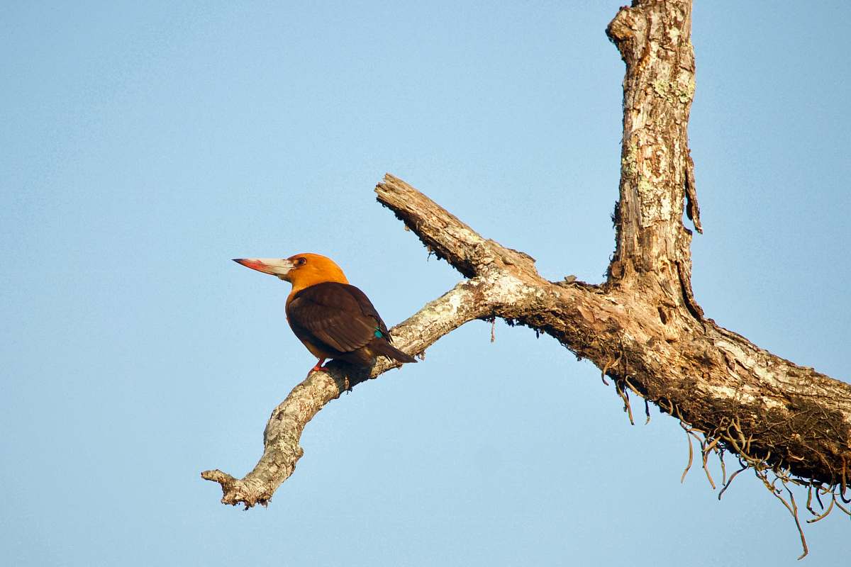 bird orange long-beaked bird on tree sundarban