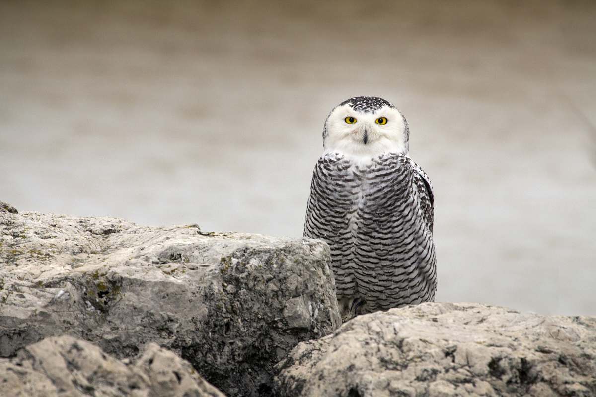 bird owl on rocks during daytime owl