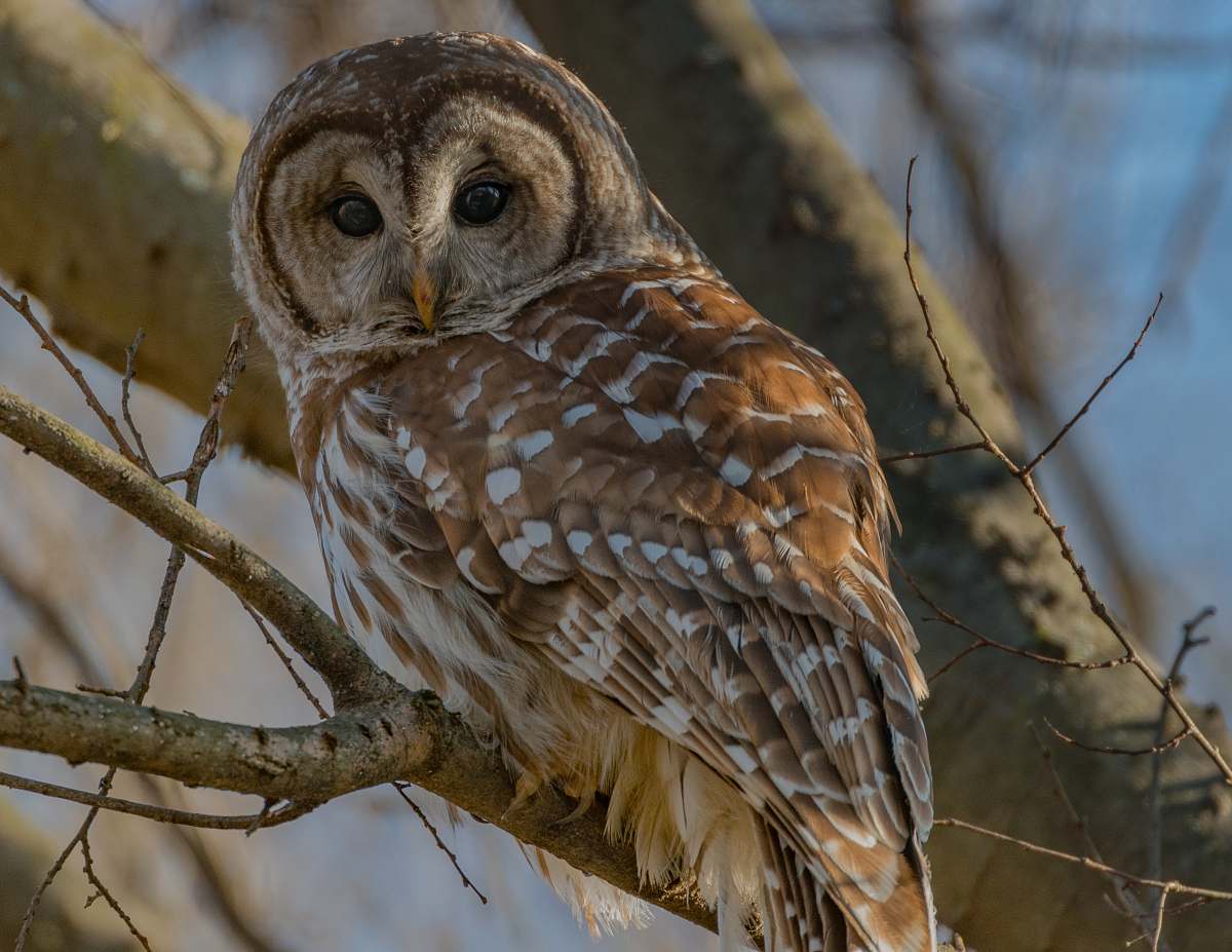 bird owl perched on tree branch owl