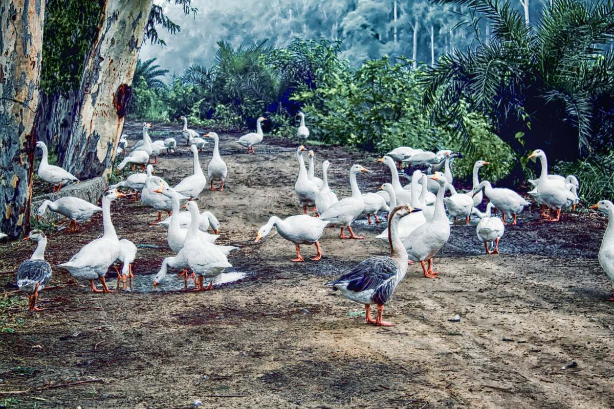 bird painting of flock of white geese flock