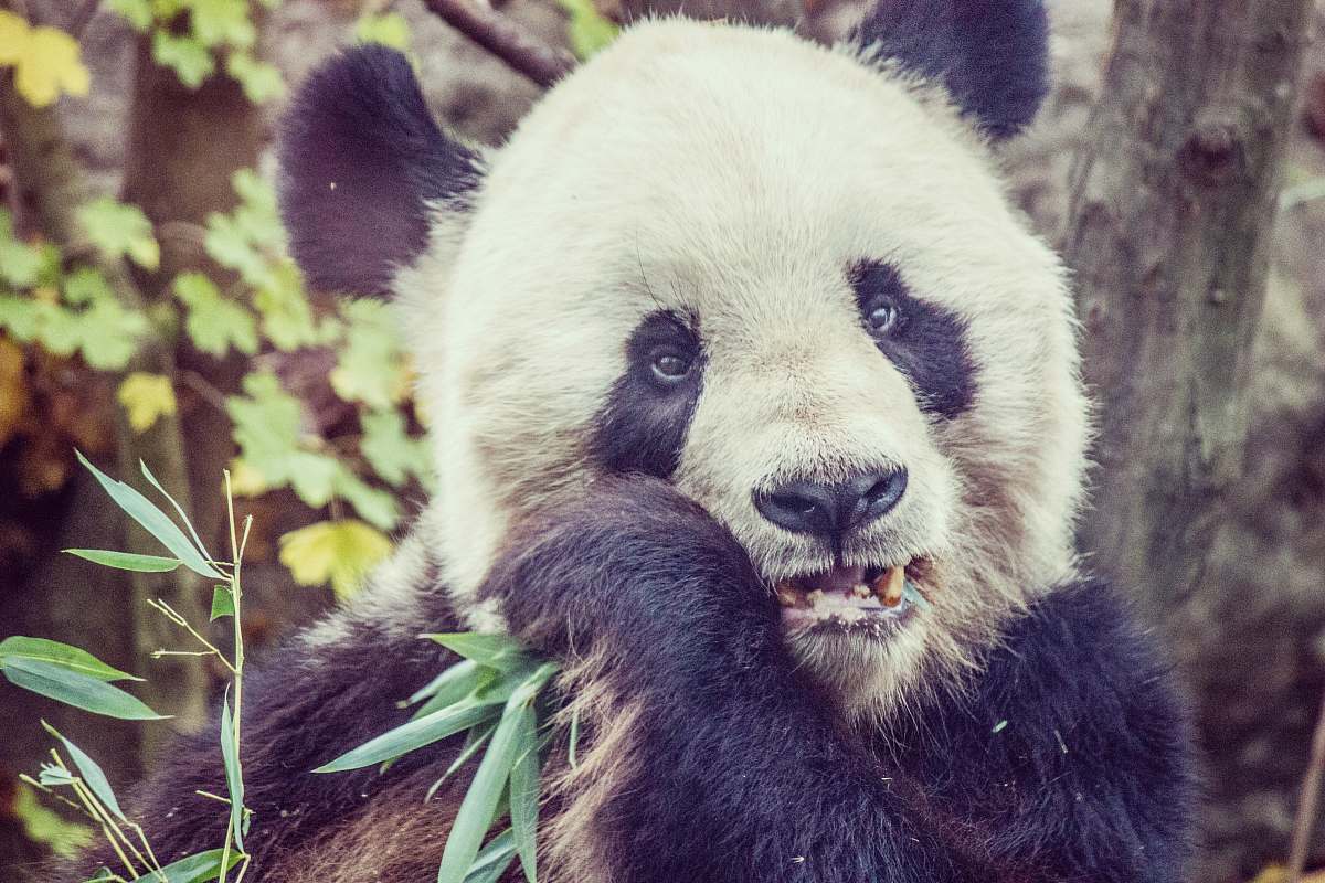 wildlife panda eating leaves bear