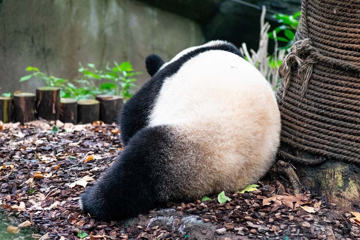 bear panda leaning on rope giant panda