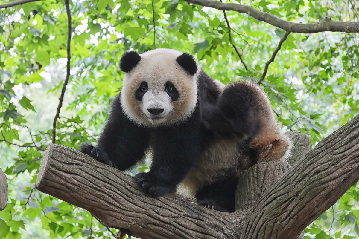 bear panda on tree wildlife