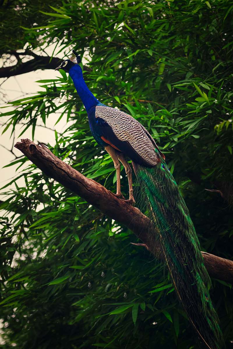 bird peacock perching on tree branch peacock