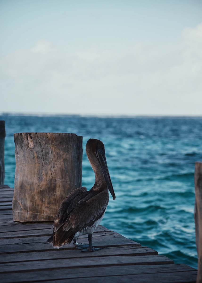 bird pelican on brown dock water