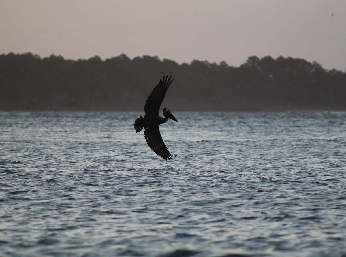 bird pelican over water vulture