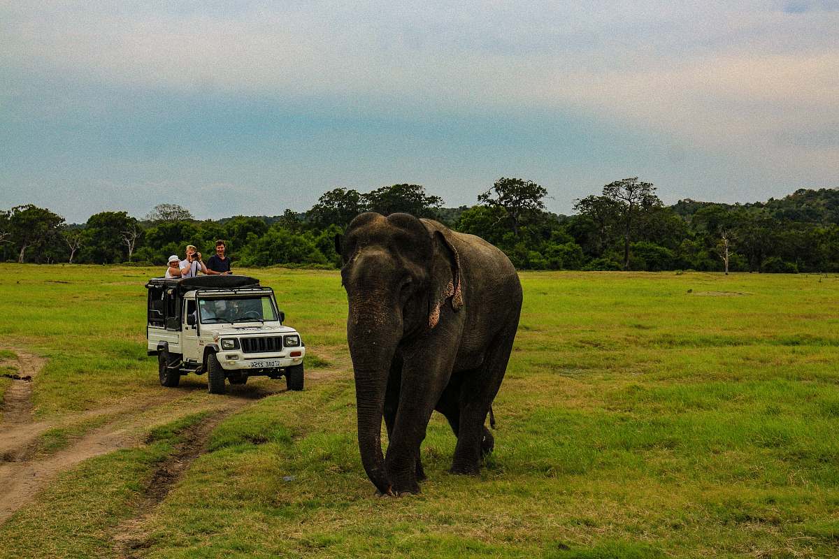 mammal people in white SUV near gray elephant in green field under white and blue skies during daytime elephant