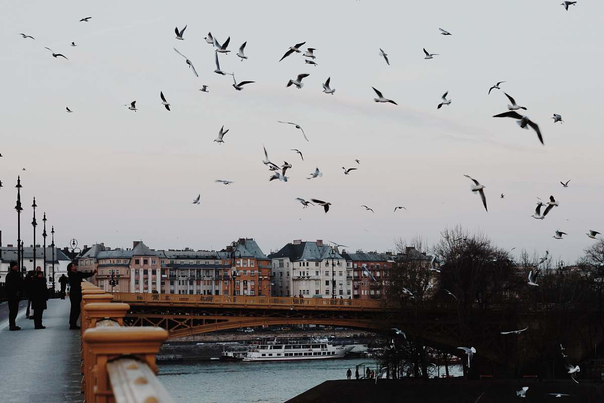 flock people watching flying birds on gray bridge during daytime human