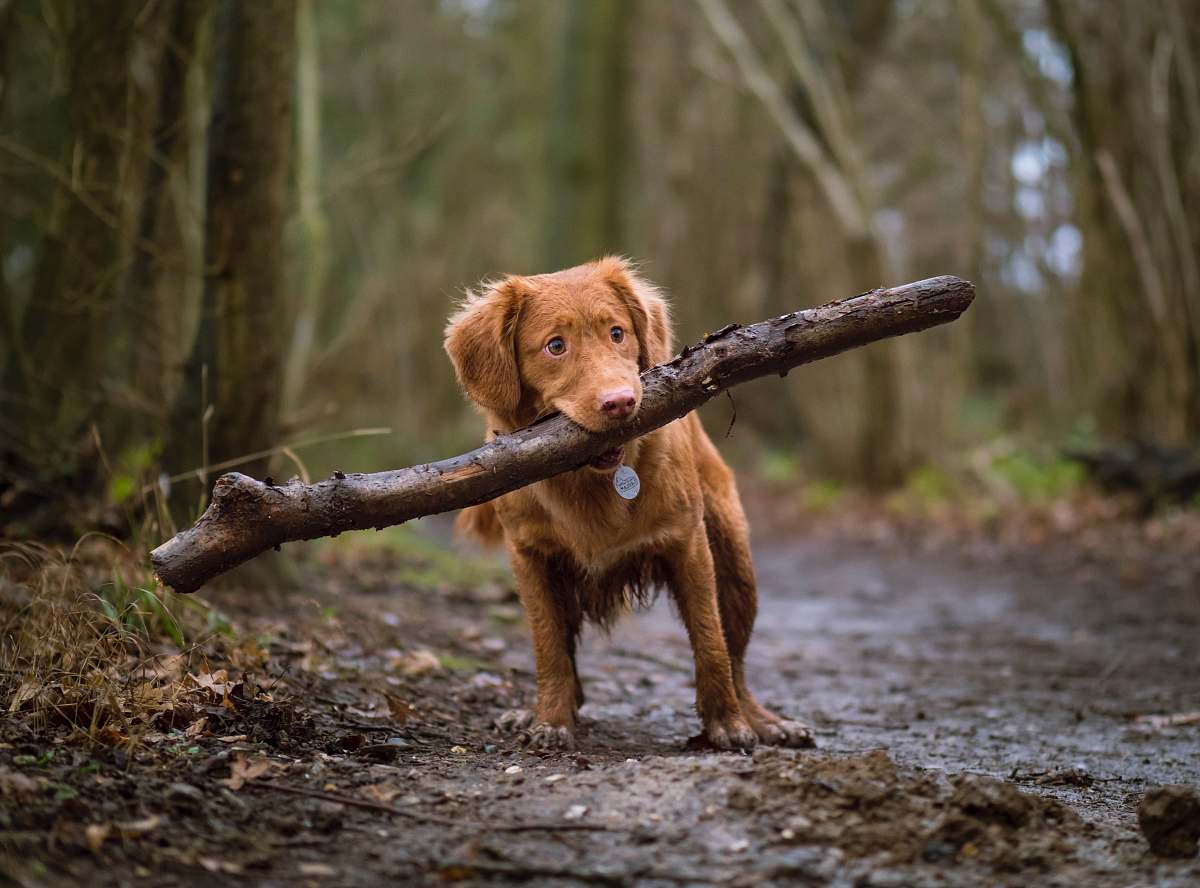 dog person biting brown wood on road pet
