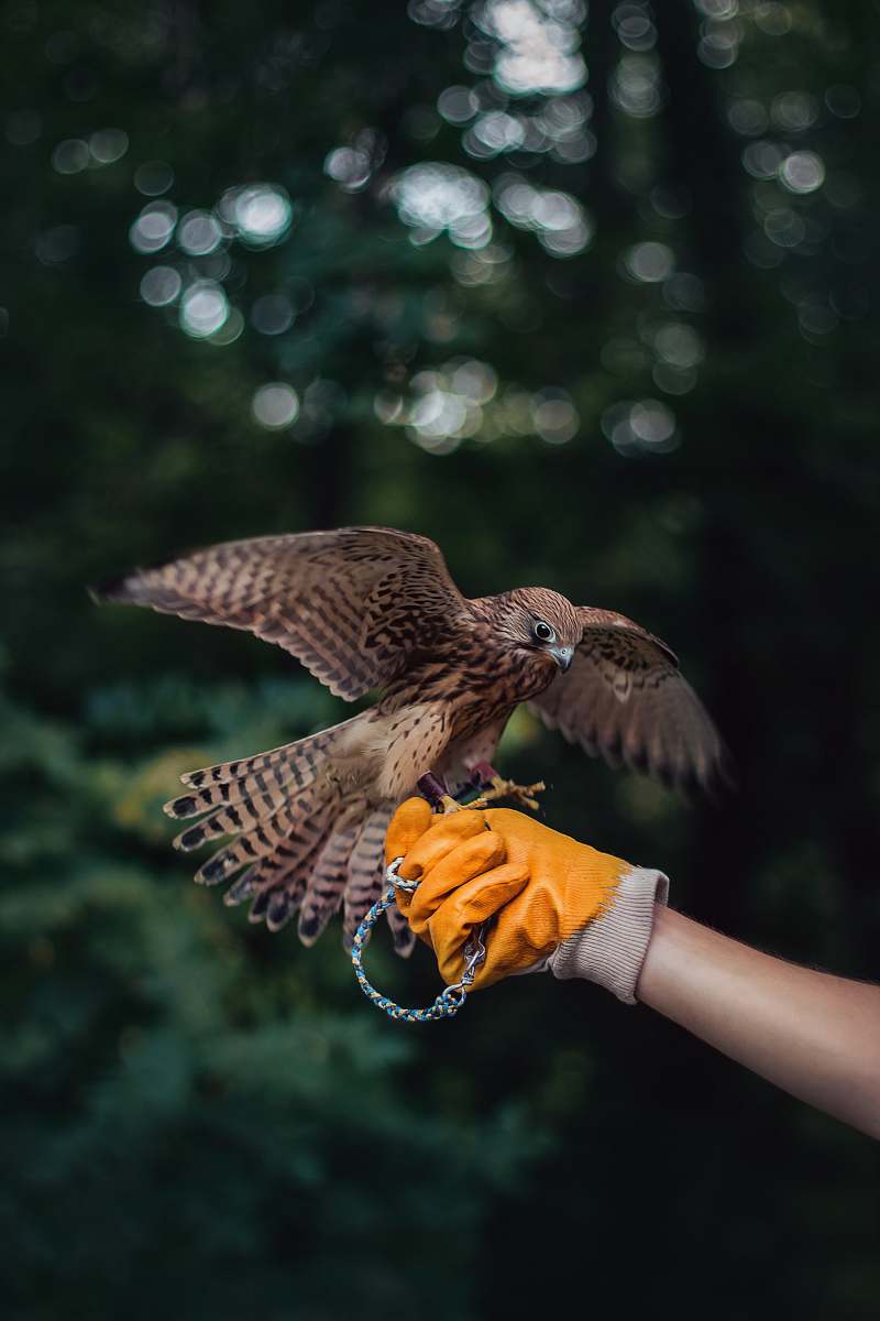 bird person holding brown eagle accipiter