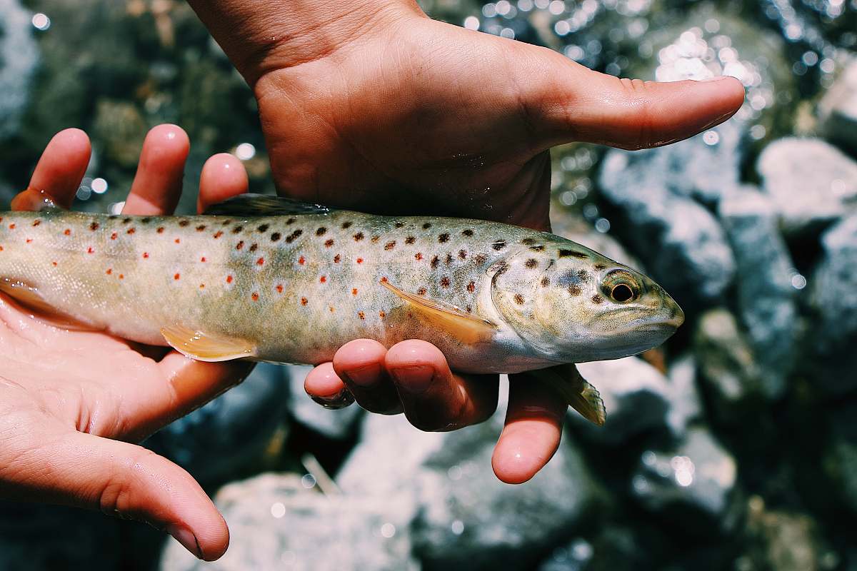 trout person holding gray and brown fish fish