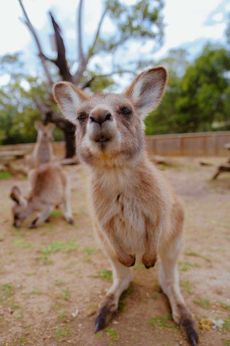 kangaroo photo of beige coated animal mammal