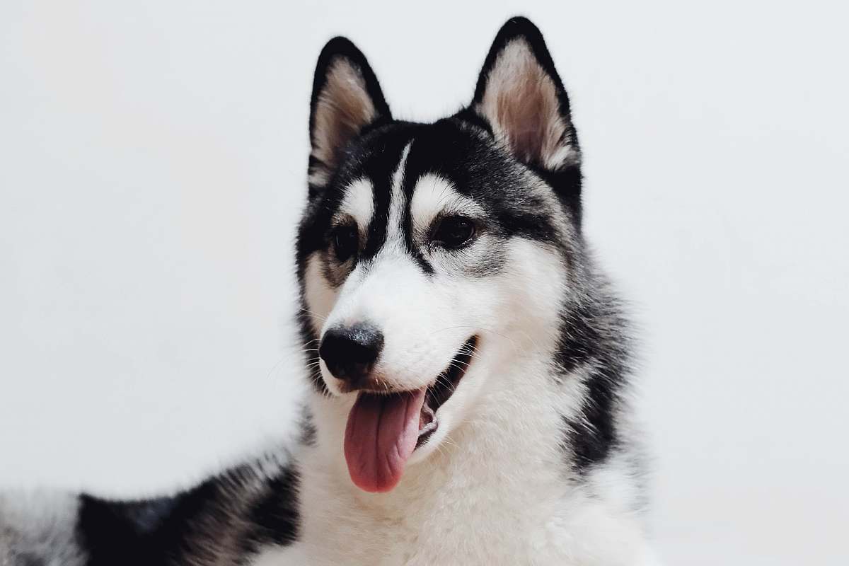 canine photo of black and white Siberian husky dog