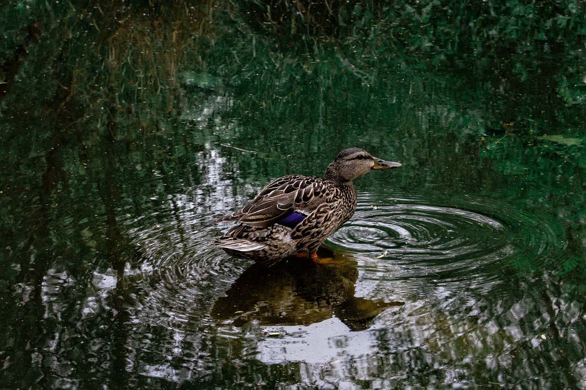 water photo of brown and black mallard duck outdoors