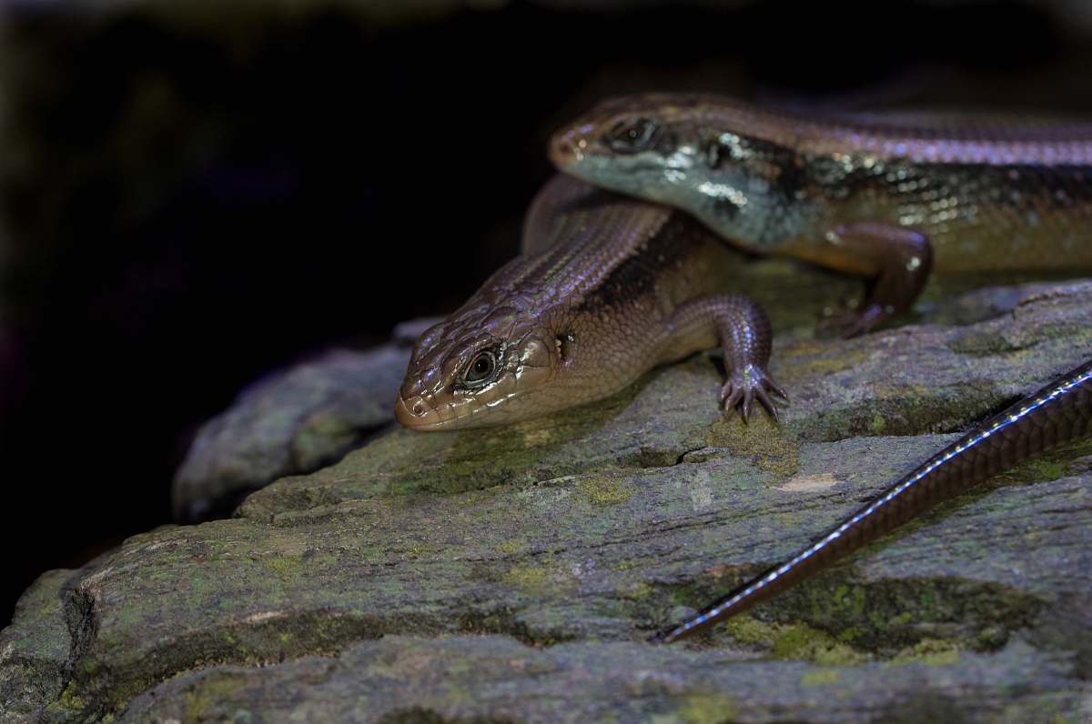 reptile photo of brown lizard lizard