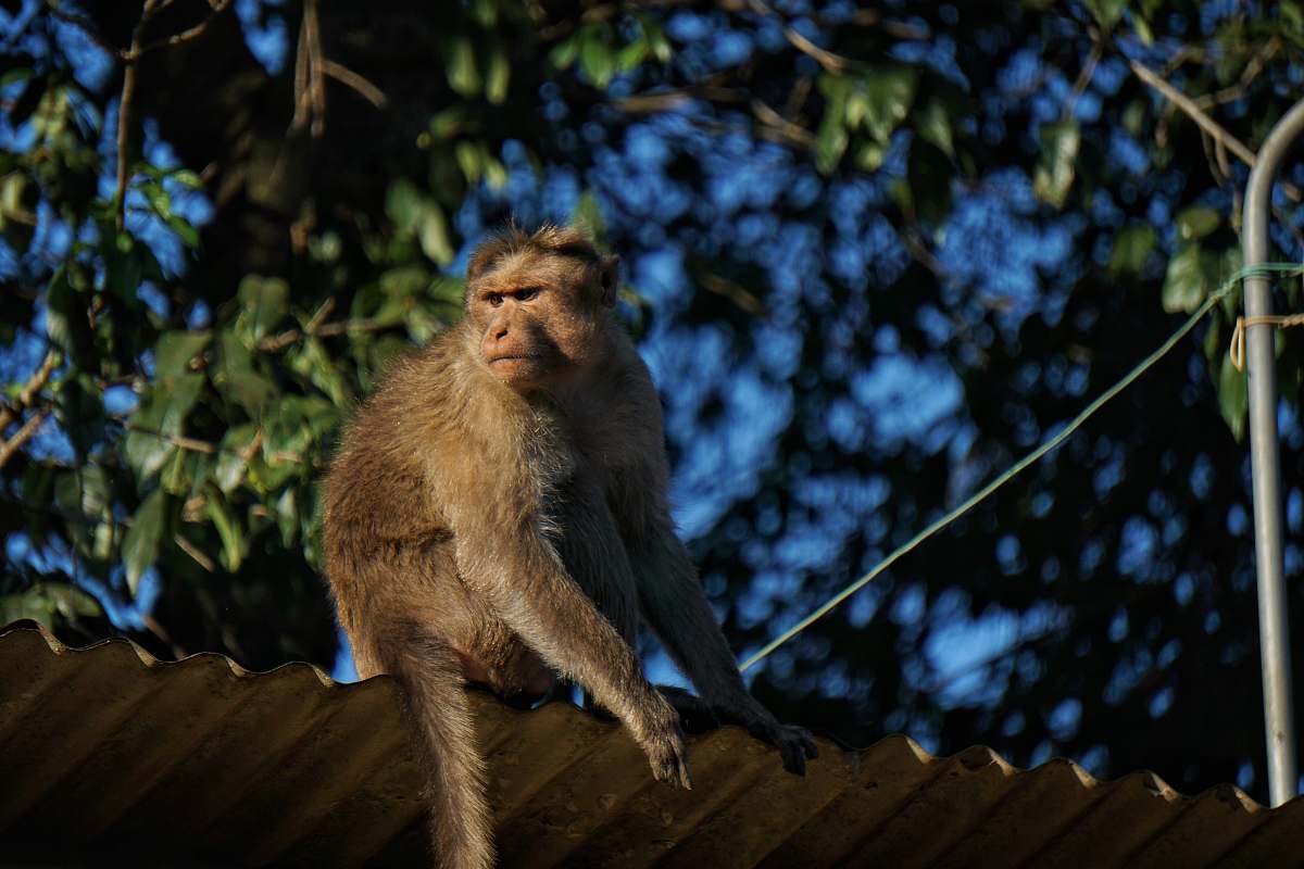 mammal [photo of brown monkey monkey