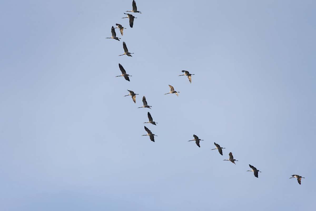 Bird Photo Of Gray Bird Midair Flying Image Free Photo