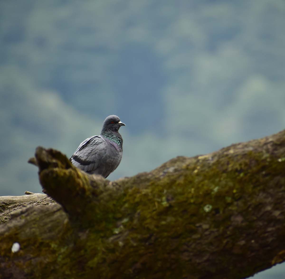 bird photo of gray pigeon on log pigeon