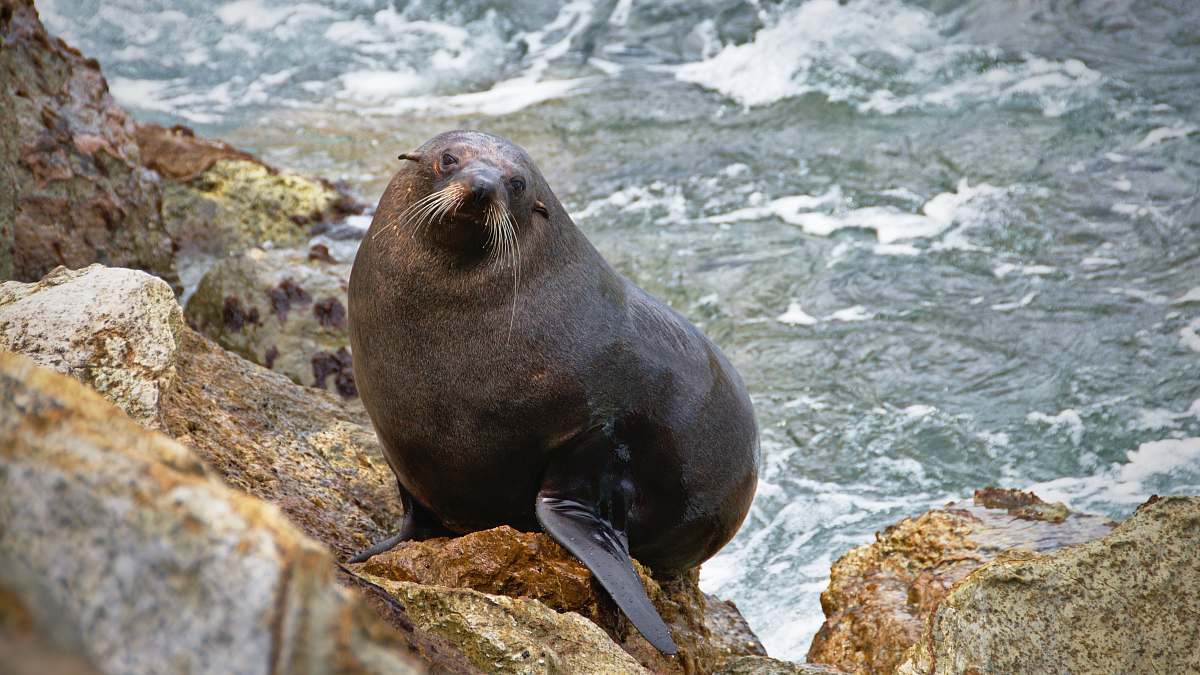 mammal photo of seal on rocks sea lion