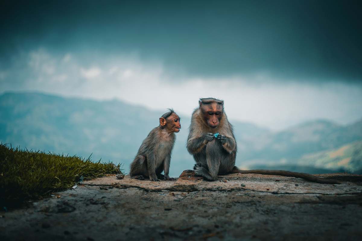 Monkey Photo Of Tow Gray Monkeys Wildlife Image Free Photo