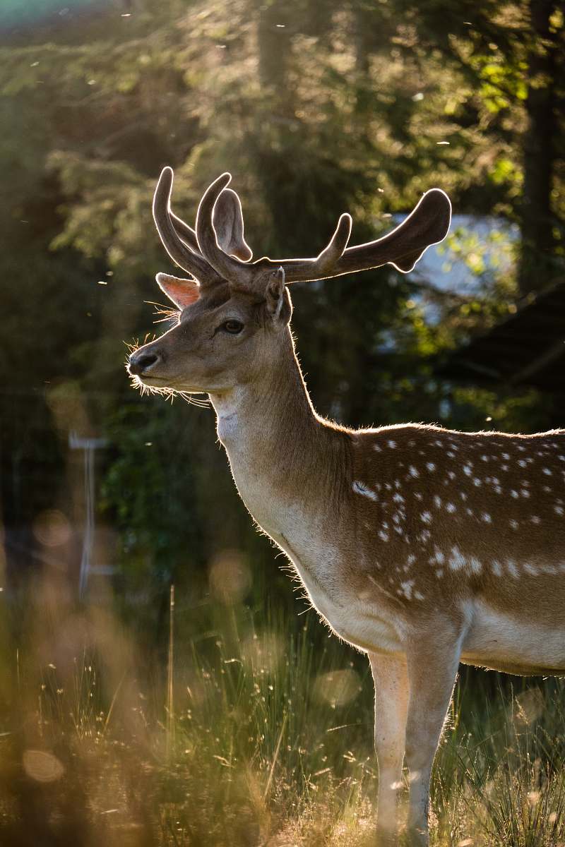 mammal photography of deer shined by sunlight deer