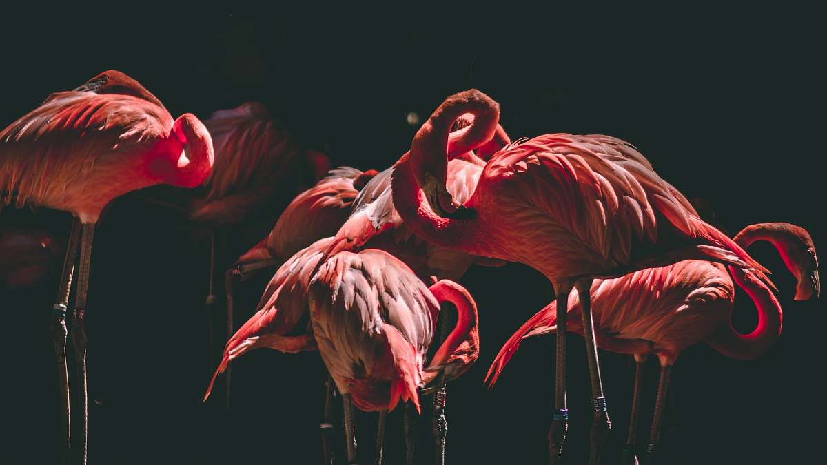 bird photography of flamingos flamingo