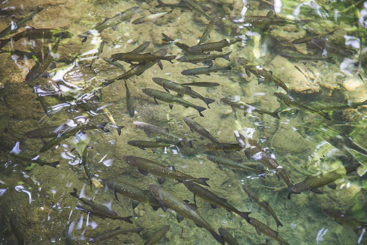 fish photography of school of fish in body of water coho