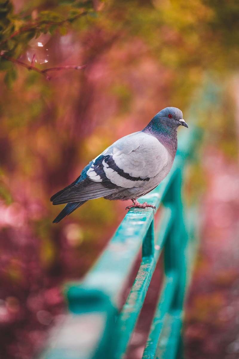 bird pigeon on green handrail dove