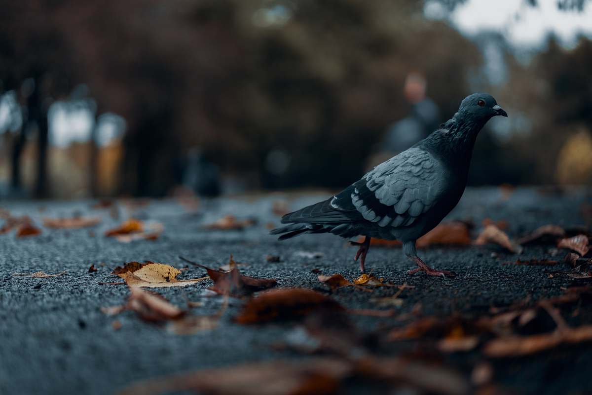 bird pigeon on road glasgow
